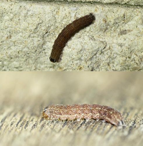 Réf. 254 700 : Conistra rubiginosa